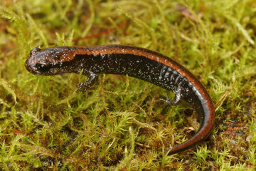 Natural closeup on a colorful red juvenile of the endangered Del Norte Salamander , Plethodon elongatus