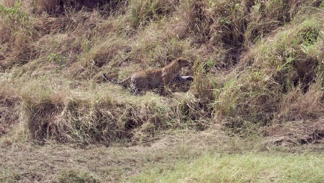 African Leopard Sneaking to hunt Wildebeest calf
Beautiful shot from Tanzania, 2022 Leopard attacking Wildebeest calf 
