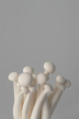 Mushrooms Shimeji on a gray background. Japanese mushrooms Shimeji on a gray background with soft natural light and place for text.  
