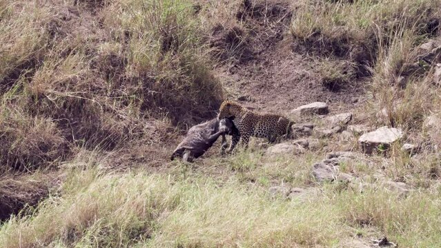 African Leopard hunt Wildebeest calf in its teeth
Tanzania, 2022 Leopard attacking Wildebeest calf 
