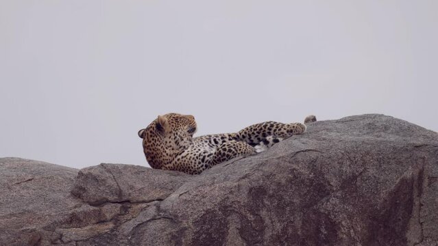 African Leopard resting on rocks in the savannah,Tanzania
Tanzania, 2022 Leopard rest on large rock after feeding prey
