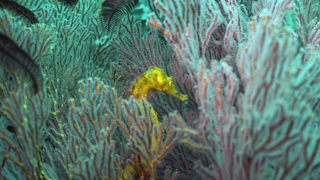 Close up yellow seahorse Hippocampus kuda on soft coral underwater ocean reef