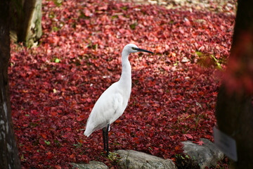 散り紅葉の中に佇む白鷺