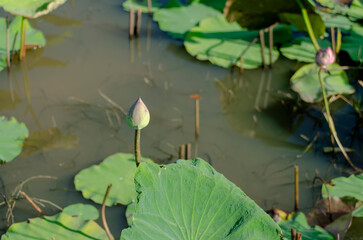 lotus flower bud which not yet blooming in natural pond