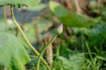 lotus flower bud which not yet blooming in natural pond