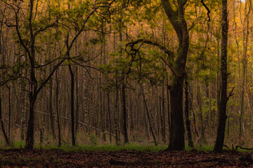 Fototapeta premium autumn in the woods with trees