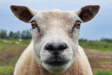 Obraz premium portrait of a sheep in a field