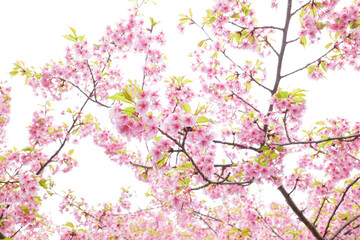 Obraz na płótnie Canvas Kawazu-zakura in full bloom with beautiful pink blossoms on a rainy spring day.
