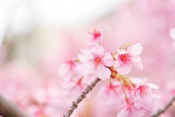Fototapeta na wymiar Kawazu-zakura in full bloom with beautiful pink blossoms on a rainy spring day.
