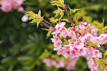 Kawazu-zakura in full bloom with beautiful pink blossoms on a rainy spring day.