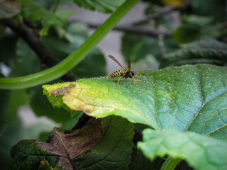 One Wasp on green  leaf in summer day. Yellow  Wasp. A wasp sitting on leaf.