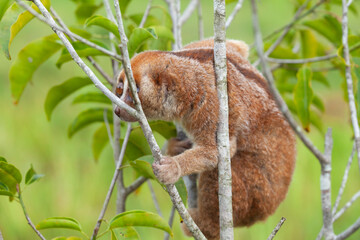 nycticebus borneanus, nocturnal animal