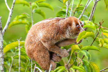 nycticebus borneanus, nocturnal animal
