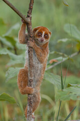 nycticebus borneanus, nocturnal animal