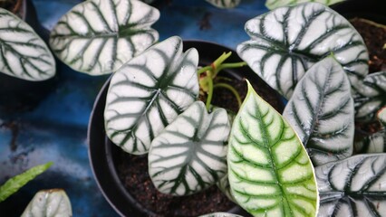Group of Keladi tengkorak or Alocasia Silver Dragon on the day light at the natural garden. Commonly known as Alocasia baginda. Dragon Scale Alocasia is a mystical-looking plant.