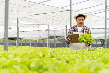 Asian man picking vegetables Happy inspecting your own hydroponic vegetable garden.