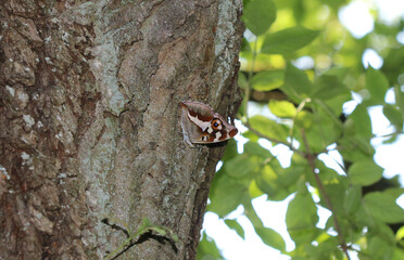 Großer Schillerfalter - Purple emperor