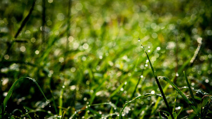 Beautiful morning of dew drops on the green grass, wonderful close-up of nature blurred background in the morning.