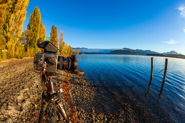 Wanaka willow tree in autumn