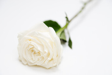 white Roses on white background