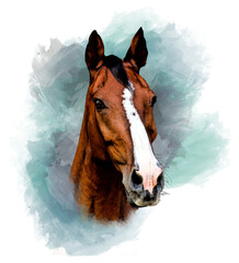 Sketch and watercolor head portrait of a bay brown warmblood horse with a blaze clipart © Annabell Gsödl