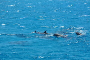 Hurghada, Egypt - 07 05 2021: Dolphins swimming in red sea - Dolphin Bay