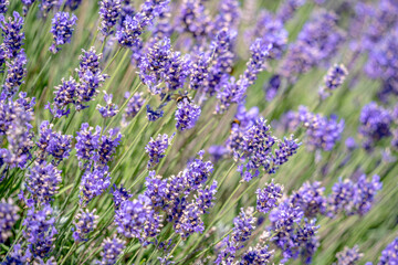Fototapeta premium A garden of lavender flowers on summer