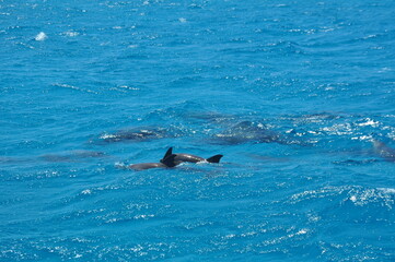Hurghada, Egypt - 07 05 2021: Dolphins swimming in red sea - Dolphin Bay
