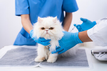 Female veterinary doctor using stethoscope for kitten. veterinary clinic