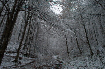 Cold and snowy winter road in the forest during snowstorm.