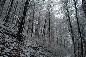 Cold and snowy winter road in the forest during snowstorm.