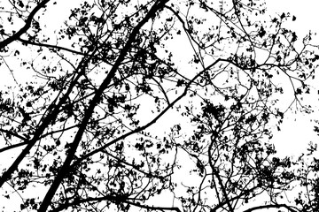 Obraz premium Tree branch silhouette on transparent background