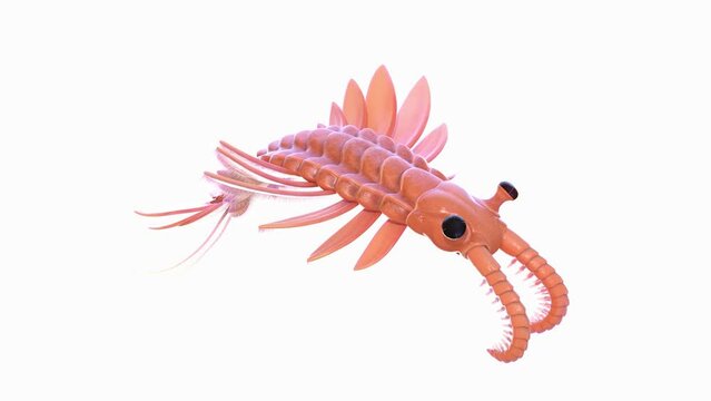 3D Rendered Animation of a swimming Anomalocaris