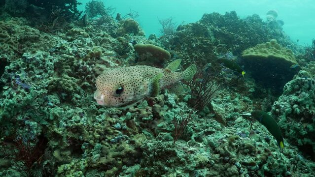 underwater scuba diving porcupine puffer Diodon holocanthus fish Koh lipe Thailand