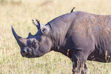 Obraz premium Big Black rhinoceros on the african savanna