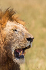 Male Lion portrait in africa