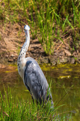 Black headed heron looking at the camera