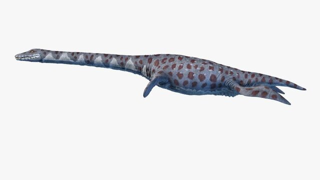 3D Rendered Animation of swimming Attenborosaurus