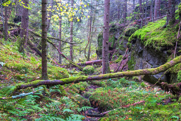 Fallen trees in a ravine at the wilderness
