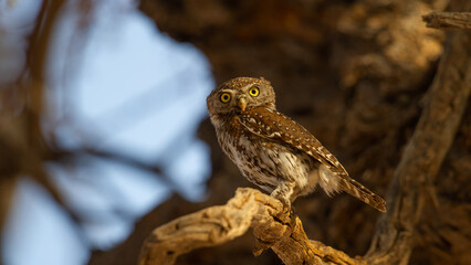 Pearl-spotted Owlet (Glaucidium perlatum) Kgalagadi Transfrontier Park, South Africa