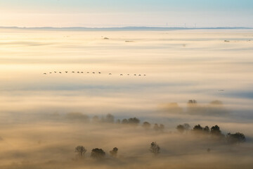 Naklejka premium Flock of cranes flying above the morning mist at the countryside