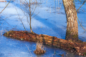 Frozen wooden log in the ice in  a swamp