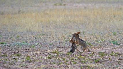 Black-backed jackal (Canis mesomelas) Kgalagadi Transfrontier Park, South Africa