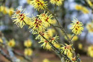 Witch hazel in blooming in early spring