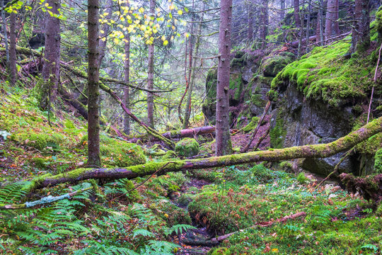 Fallen trees in a ravine at the wilderness