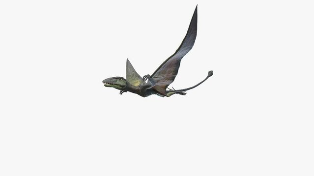 3D Rendered Animation of a Dimorphodon flying