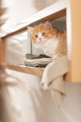 Rotes Kätzchen im Wohnzimmer | Katze im Schrank