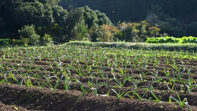 garlic field