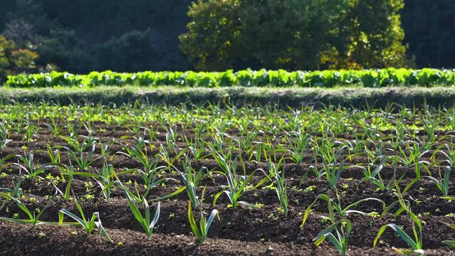 garlic field