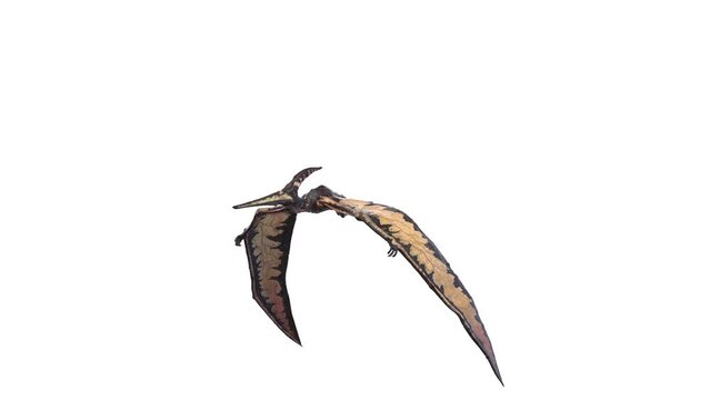 3D Rendered Animation of a Pteranodon flying